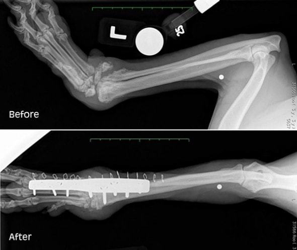 Before and after x-rays of Roo's left leg. The white dot is a BB pellet. Photo credit: Northlake Veterinary Surgery, LLC
