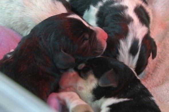 Newborn puppies found on the side of the road.