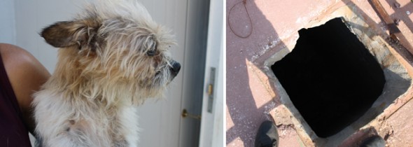 Dog rescued from well 13 feet under ground