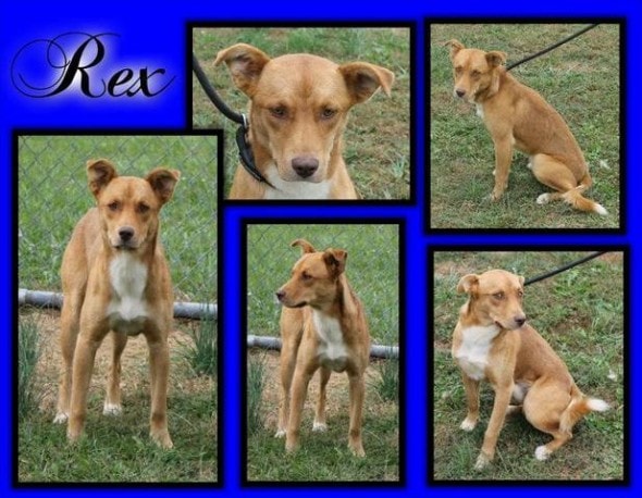 Rex was the last dog from the euthanasia list to be saved. Photo Credit: Brown County Animal Shelter