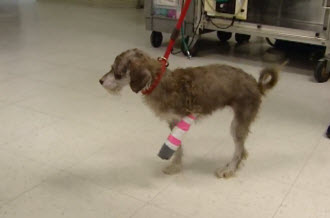 Rainey walking on two legs post her first surgery.