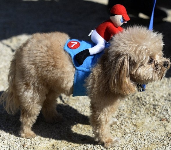 A dog dressed as a horse and jockey part