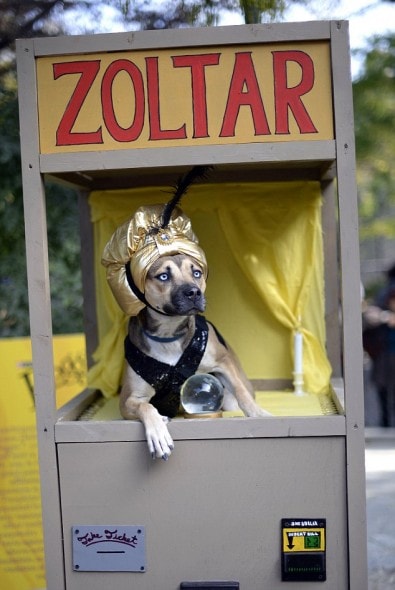 TOPSHOTS A dog dressed as a Zoltar fortu