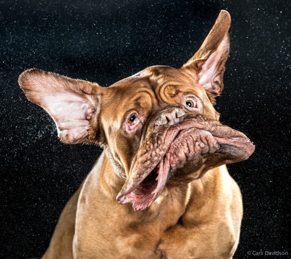 Carli Davidson Pet Photography