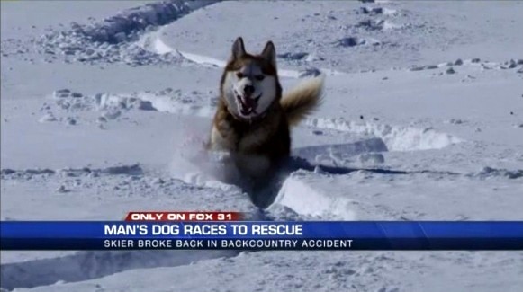 11.13.14 - Dog Saves Skier in Accident1