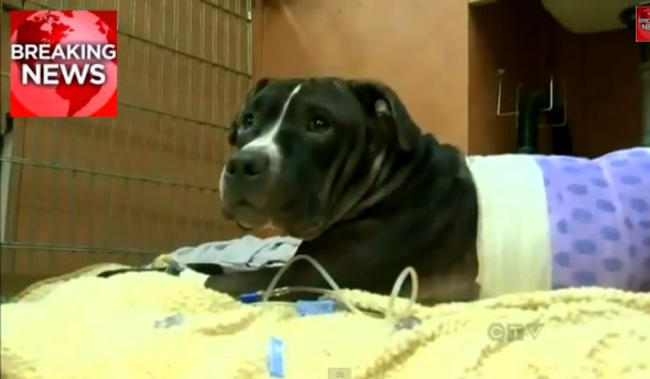 11.15.13 - Pit Bull Saves Owner from Machete Attack2