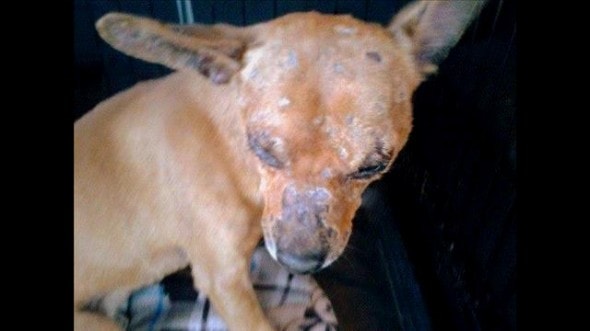 11.29.13 - Chemically Burned Dog Needs Home1