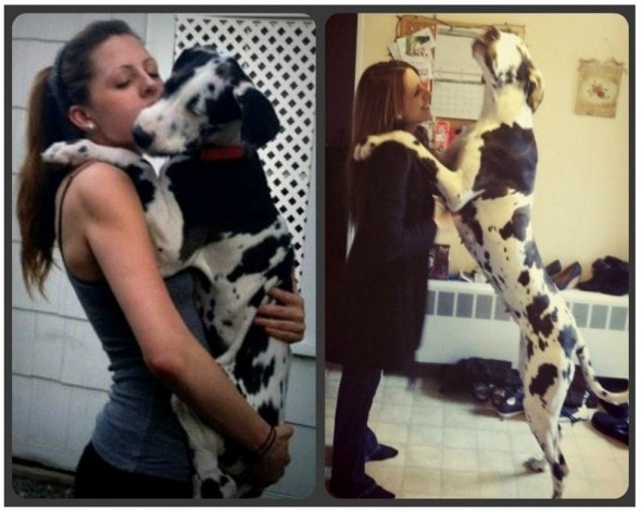 11.6.13 - Dogs & Owners - Then and Now5