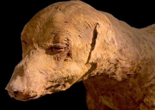 11.7.13 - Peruvian Dog Mummies Found2