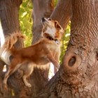 11.7.13 Tree Climbing Dog