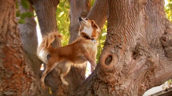 11.7.13 - Tree-Climbing Dog