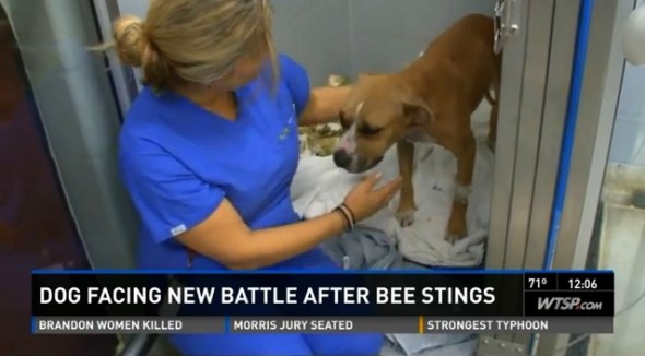 11.9.13 - Dog Survives Africanized Bee Stings2