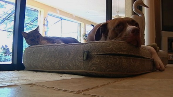 Jack and Kitty snuggling prior to the coyote attack. Photo Credit: MyFoxTampaBay.com