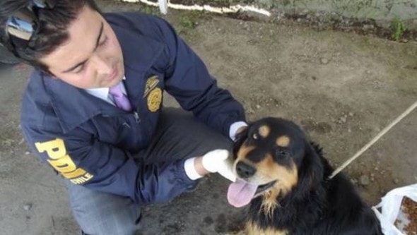 Dog rescued from Parral River, Chile.