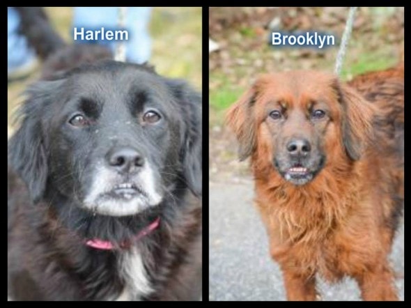 Harlem and Brooklyn hope to find new loving home. Photo Credit: Dekalb County Animal Services