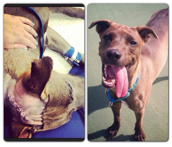 Mercy before and after. She is not ready for her forever home. Photo Credit:Helping Hands Pet Rescue