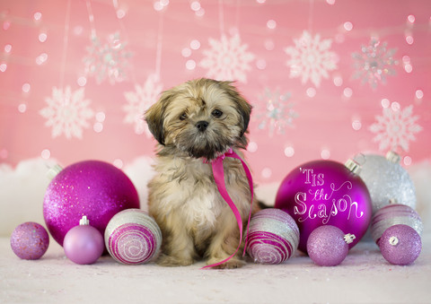 Photo Credit: Pink Ribbon Puppies, Inc.