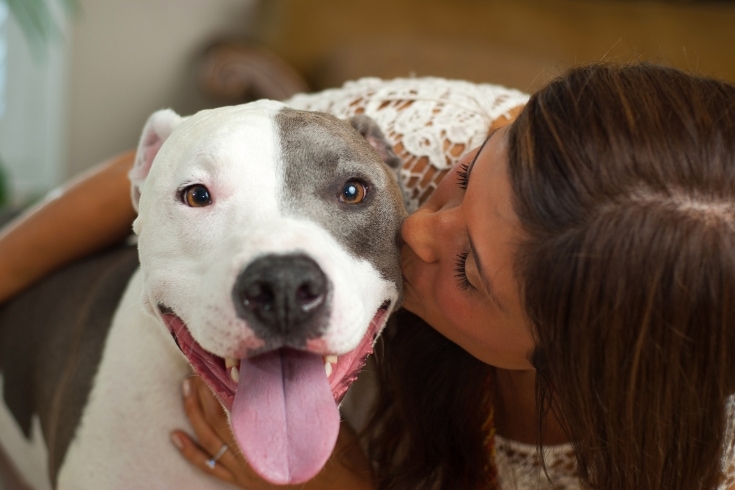 Pit bull kisses