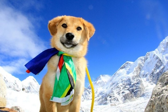 Dog climbs Everest