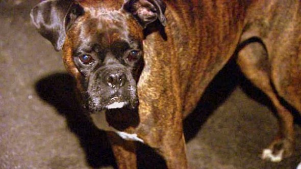 12.21.13 - Dog Saves Unconscious Owner's Life