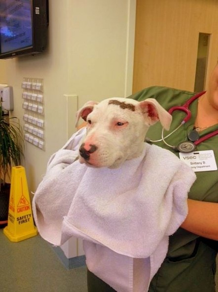 12.25.13 - Pit Bull Survives Being Struck by Car - Twice1