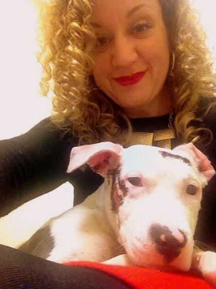 12.25.13 - Pit Bull Survives Being Struck by Car - Twice2