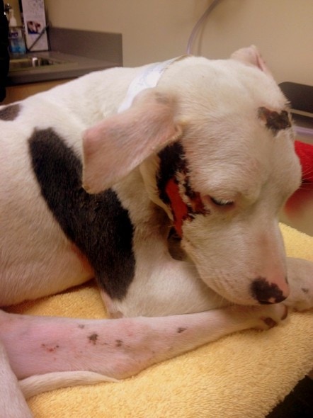 12.25.13 - Pit Bull Survives Being Struck by Car - Twice6