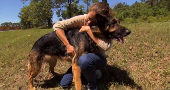 12.4.13 - Stray Dog Saves Accident Victim