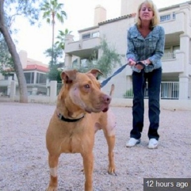 12.6.13 - Dog Survives Javelina Attack1