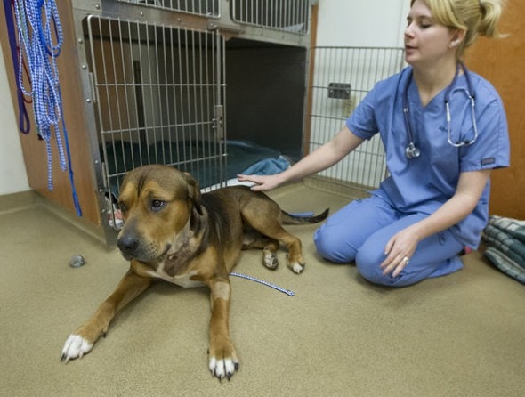 Trigger recovering at Londonderry Animal Hospital in Middletown. Photo Credit: Dan Gleiter/PennLive