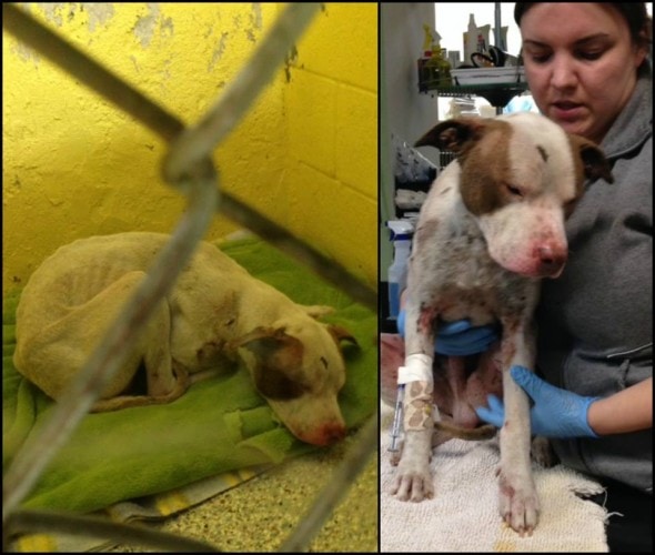 Tiny Tim once rescued (left) and receiving medial care. Photo Credit: Dogpatch Primitives and Providing for Paws