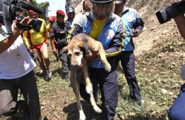 Police officers rescue street dog from cliff.