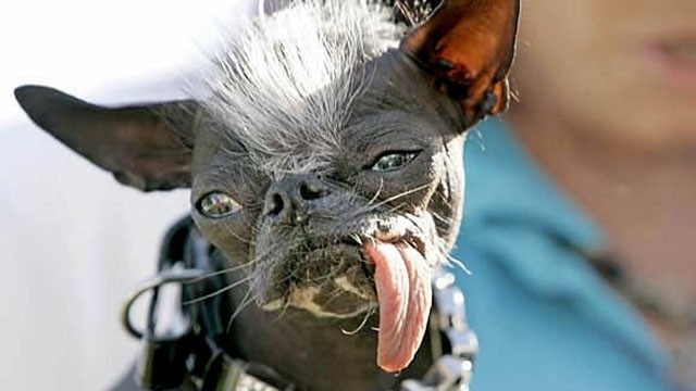 World's Ugliest Dog Elwood Passes Away World's Ugliest Dog Elwood Passes Away