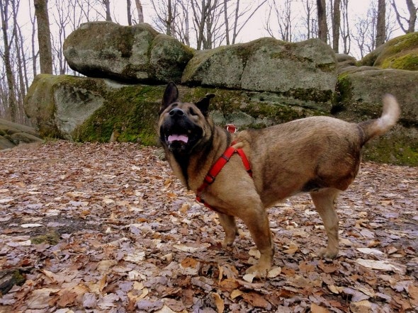 Keller enjoying an adventure at Allegheny State Park.