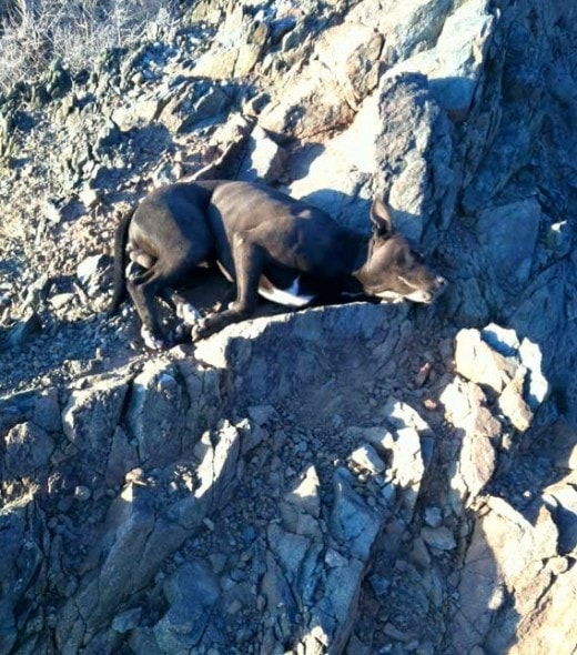 1.2.14 - Update on Dog Carried Down Mountain2