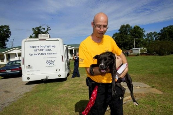 Stock photo from an earlier fighting ring bust in the southern US that led to the rescue of 367 dogs.