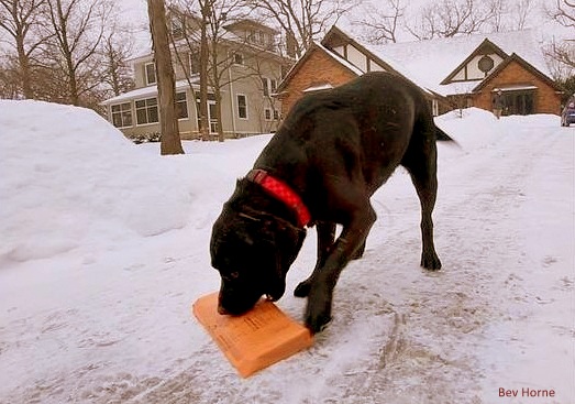 1.23.14 - Dog Brings Neighbors' Papers3