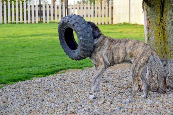 Rocky, who recently passed away, proudly carries a quad tire.