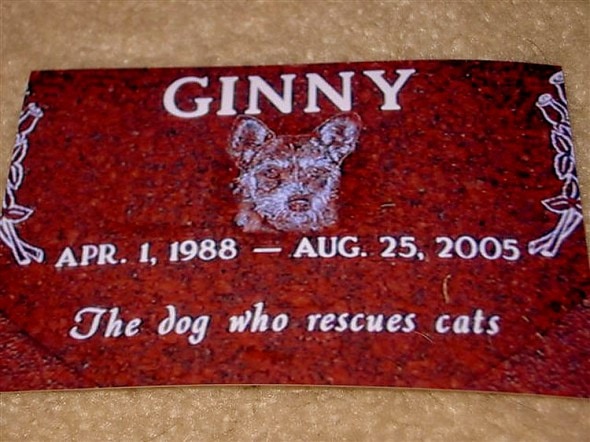 1.3.14 - Ginny, the Feral Cat-Saving Dog5