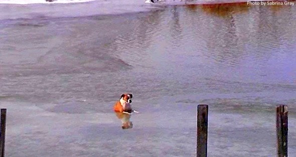 1.30.14 - Man Wades into Icy Water to Save Dog1