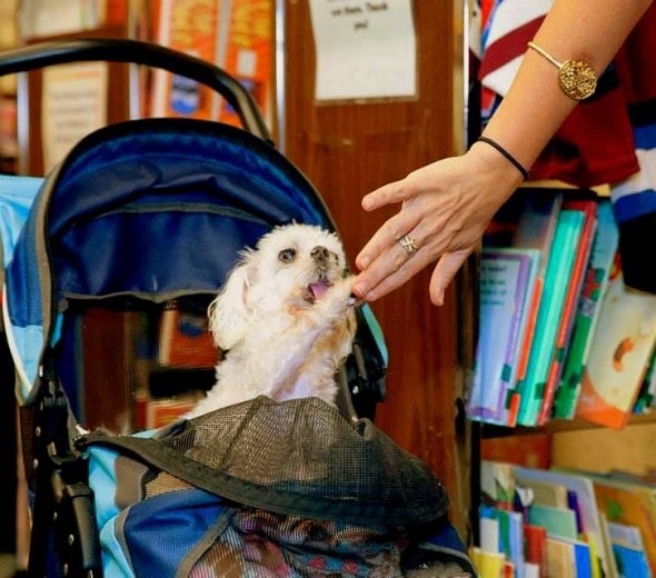 I love giving high-fives to friendly animal lovers!