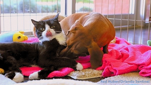 dog cat dachshund paralyzed found guarding kitten adopts busy road disabled nips mews inseparable friends dogs guards