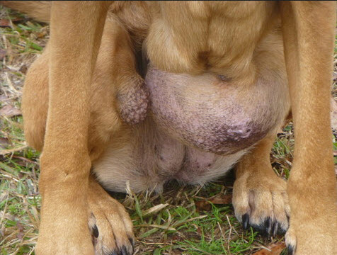 Katie's tumors. Photo Credit: Dog4U Inc.