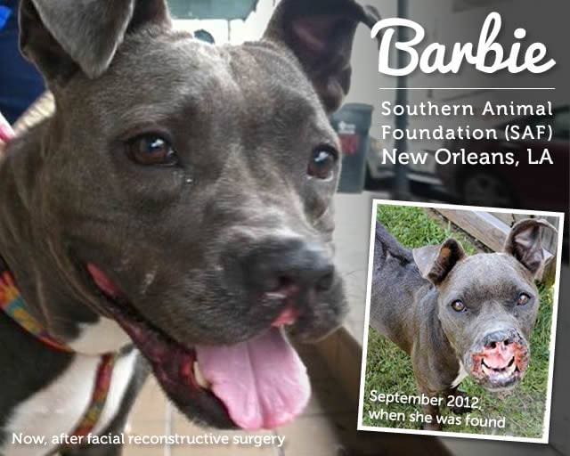 Barbie, Former Bait Dog Still Looking for Forever Home Barbie, Former Bait Dog Still Looking for Forever Home