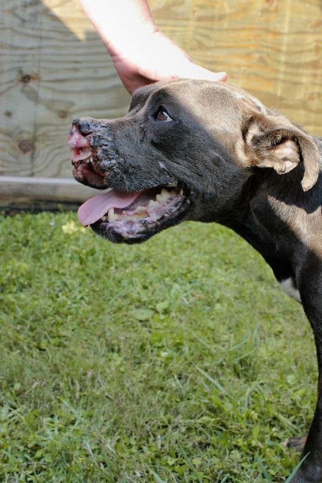 Barbie, Former Bait Dog Still Looking for Forever Home - Life With Dogs