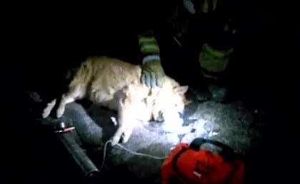 Phoenix firefighters reviving dog rescued from fire.