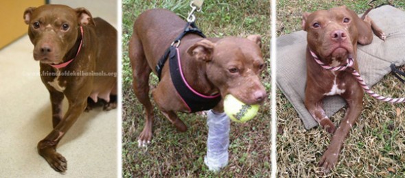 Before and after pictures of Roo. Photo Credit: Roo the Resilient/Facebook