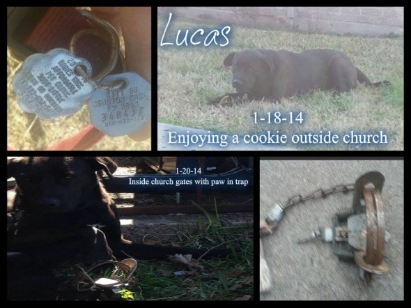 Photo Credit: Melrose Park Neglected Dogs