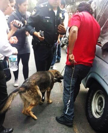 Authorities rescuing the dog. Photo Credit: Kenya Ramírez/Twitter 