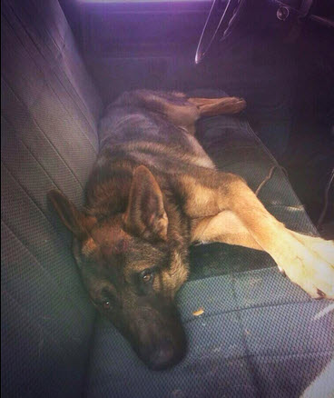 Dog inside the truck. Photo Credit: Kenya Ramírez/Twitter 